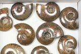 Lot: kg Iridescent, Red Flash Ammonites (-) - Pieces #82469-2